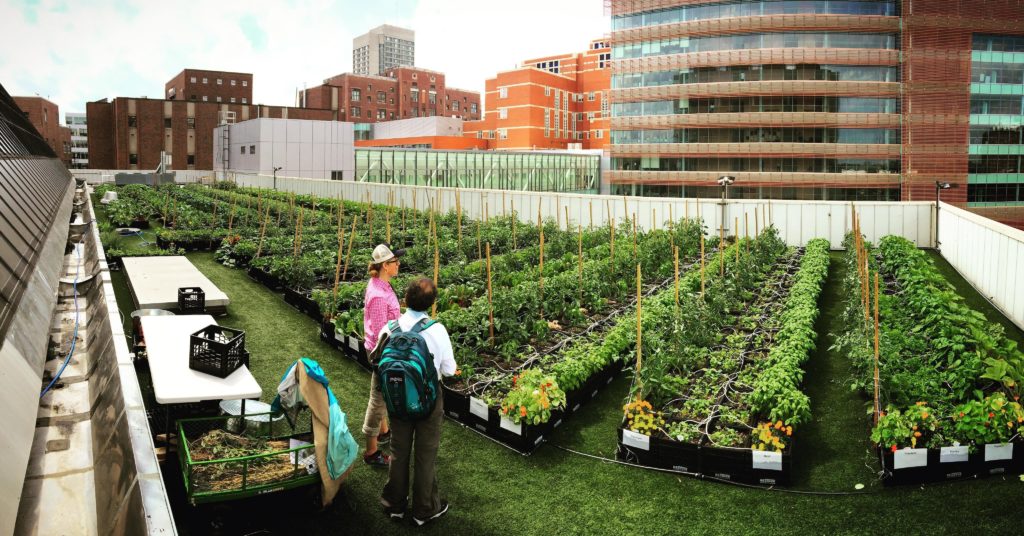 Boston Medical Center Rooftop Farm Tour Built Environment Plus