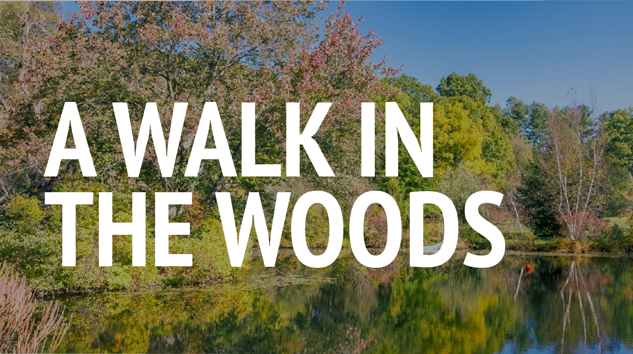 A Walk in the Woods